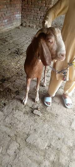 2Years old bakra for sale