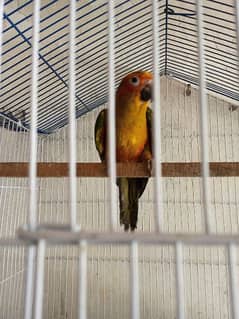 conure yellow available. . PH#0322\1354\030. . . . . .