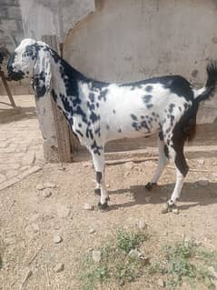 Bakra goat for sale qurbani