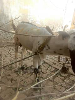 3 males Goat Qurbani animal only in 120k