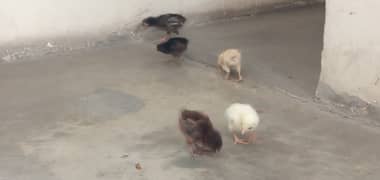 Chicks, ( Aseel Desi )
