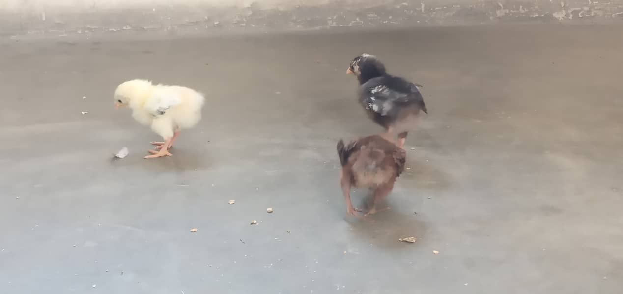 Chicks, Aseel Desi 2