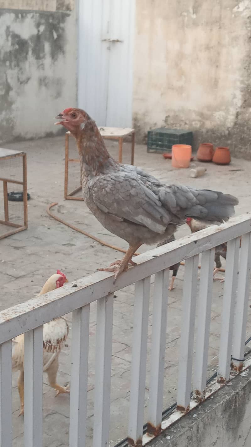 Chicks, Aseel Desi 7