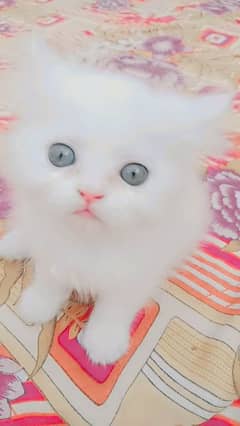 persian kitten very beautifull 55 days age