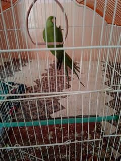 parrote for sale with cage