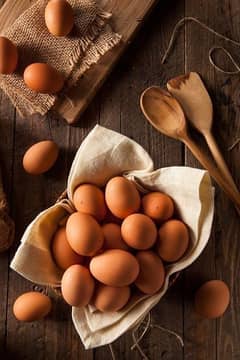 Muska, Bengum high quality high price 100% Fertile egg available