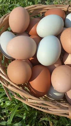 fresh fertile muska and bengum eggs available in reasonable price