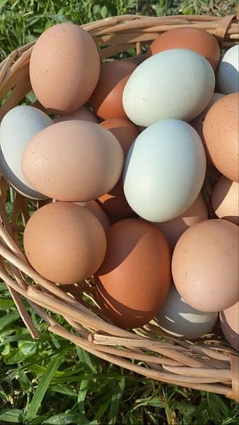 Muska, Bengum high quality high price 100% Fertile egg available 1