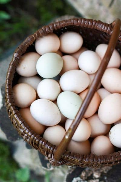 Muska, Bengum high quality high price 100% Fertile egg available 2