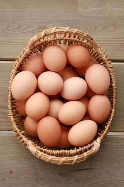 Muska, Bengum high quality high price 100% Fertile egg available 3