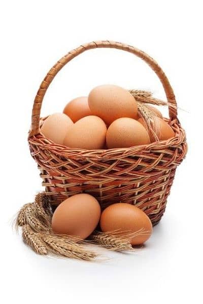 Muska, Bengum high quality high price 100% Fertile egg available 7
