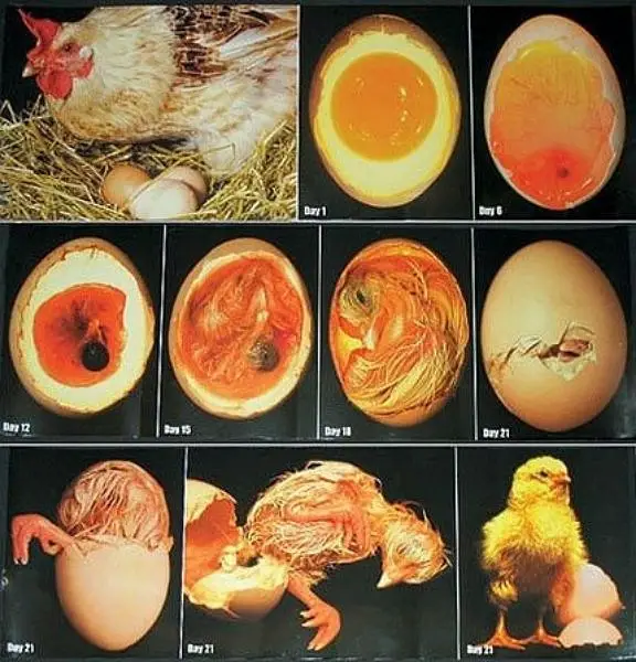 hera aseel, muska, miawali, bengum fertile eggs available delivery — photo 6
