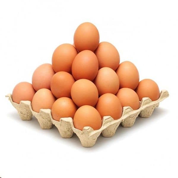 Muska, Bengum high quality high price 100% Fertile egg available 10
