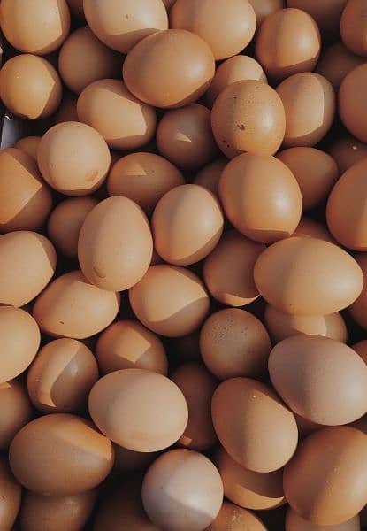 Muska, Bengum high quality high price 100% Fertile egg available 13