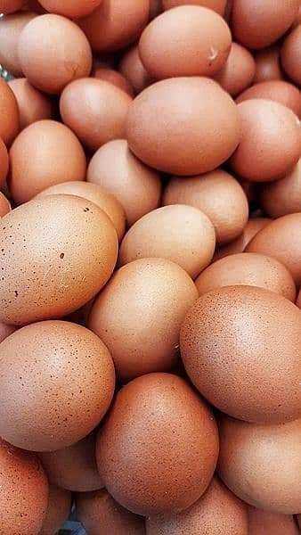 Muska, Bengum high quality high price 100% Fertile egg available 15
