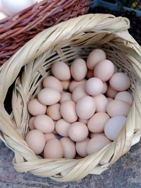 Muska, Bengum high quality high price 100% Fertile egg available 16