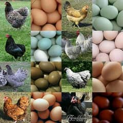 fertile eggs available, pure aseel muska lakha, bengum, hera eggs sale