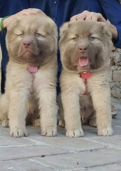 alabai security dog 2 month pair for sale heavy bone