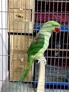 raw parrot female