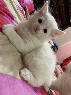 Persian cats are Available
