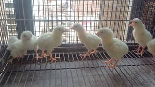 White Heera Aseel Chicks | Heera | Lahore | chicks | Hira