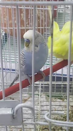 Budgie Setup for Sale in very affortable rate