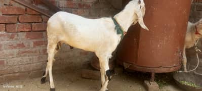 Bakra(2