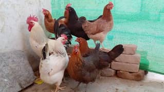 Aseel hens with 5 chiks