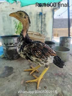 4 Months Quality Aseel chicks for Sale.