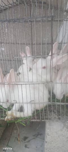 rabbit females available