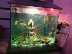 Aquarium  complete  setup with fishes