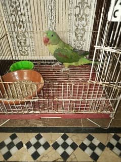 Raw parrot for sale good parrot