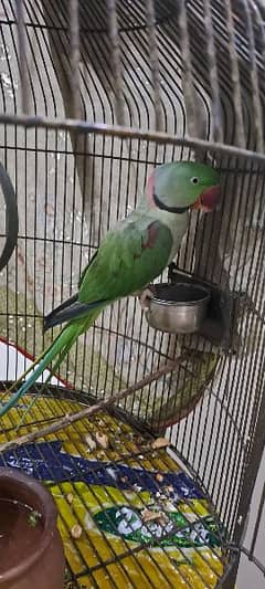 Raw Parrot for sale with or without cage