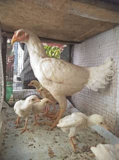 Aseel Heera chicks for sale (only chicks for sale)1700 per piece
