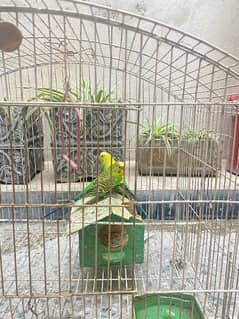 Australian Parrot 1 pair with cage