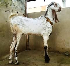 Pure Quality Makhi Cheena Male Available