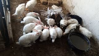 Red eyes bunnies available. . cargo available