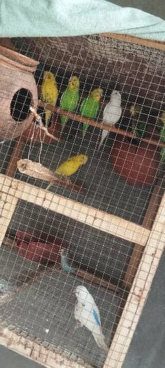 Breader Australian Parrots pair