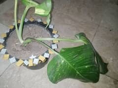 money plant with big leafs