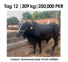 14 Premium Healty Cows for Sale - Ready for Bari Eid!