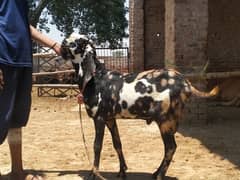 Andal Bakra for sale