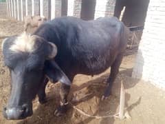 4 danth buffalo 03081993711