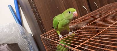 Baby parrots available for sale