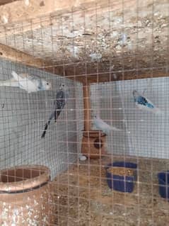 Australian budgies breeder pair or ready to breed for sale