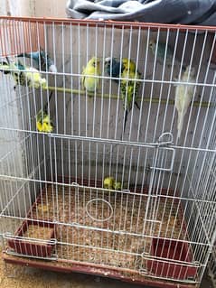 Hogoromo double flower and budgies for sale with Cages