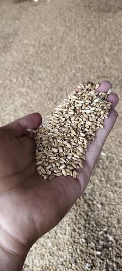 high quality wheat for sale