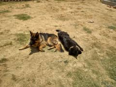 German shepherd pair