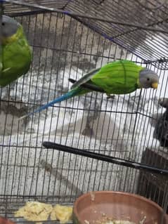 Pulm Head Parrots