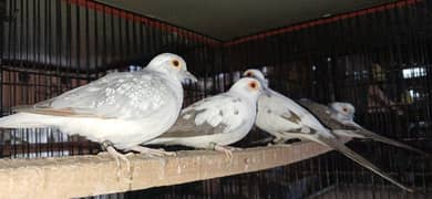pied/paid doves