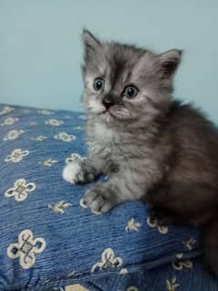 Persian cat baby female 2 month